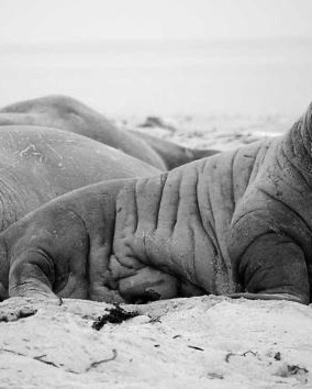 featured artist preview