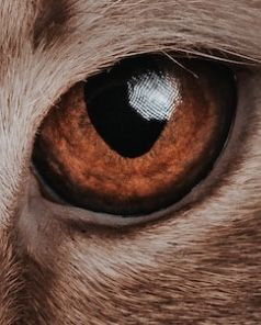 featured artist preview